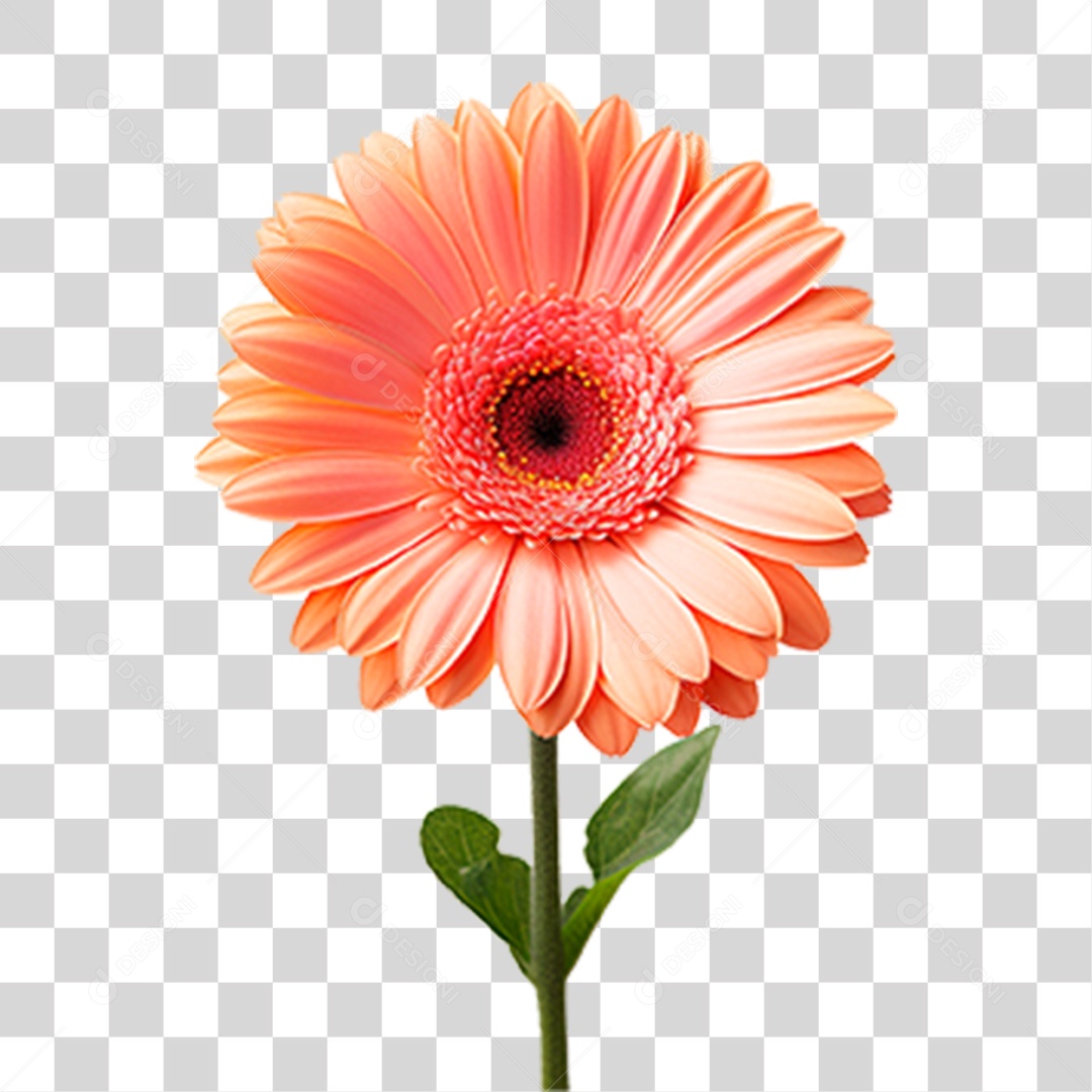 Flor Gérbera PNG Transparente