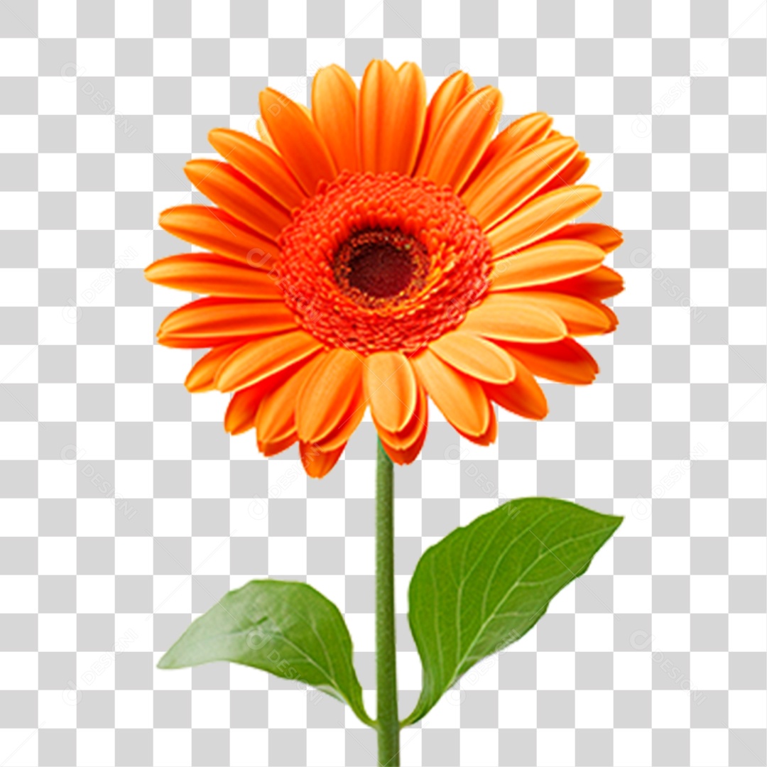 Flor Margarida PNG Transparente