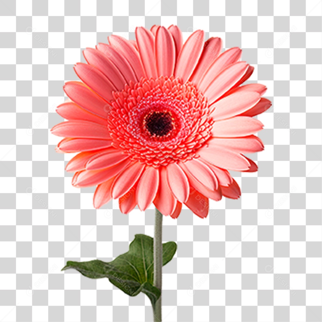 Flor Gérbera PNG Transparente