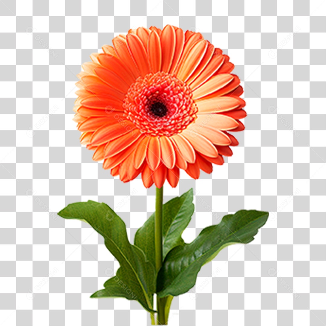 Flor Gérbera PNG Transparente