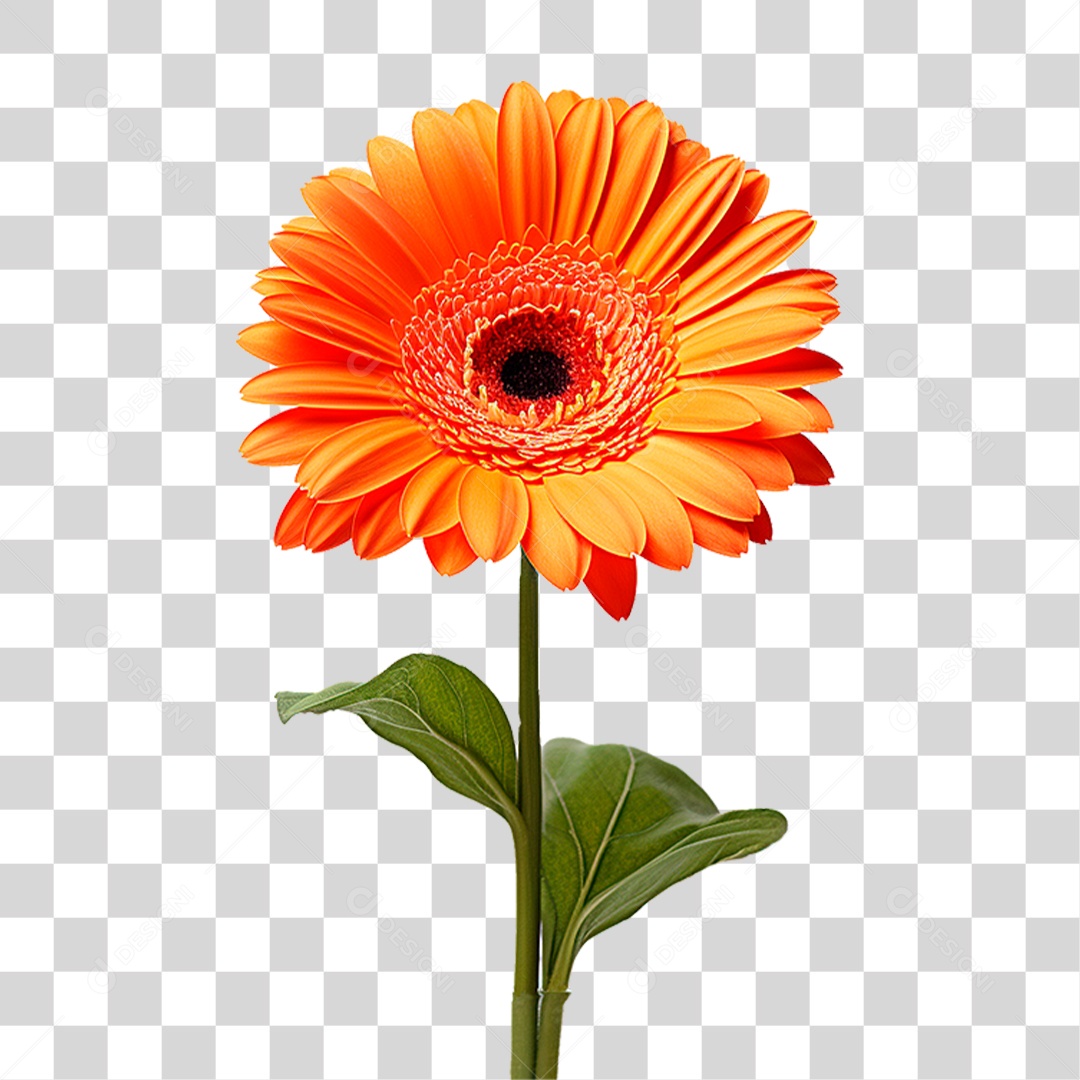 Flor Gérbera PNG Transparente