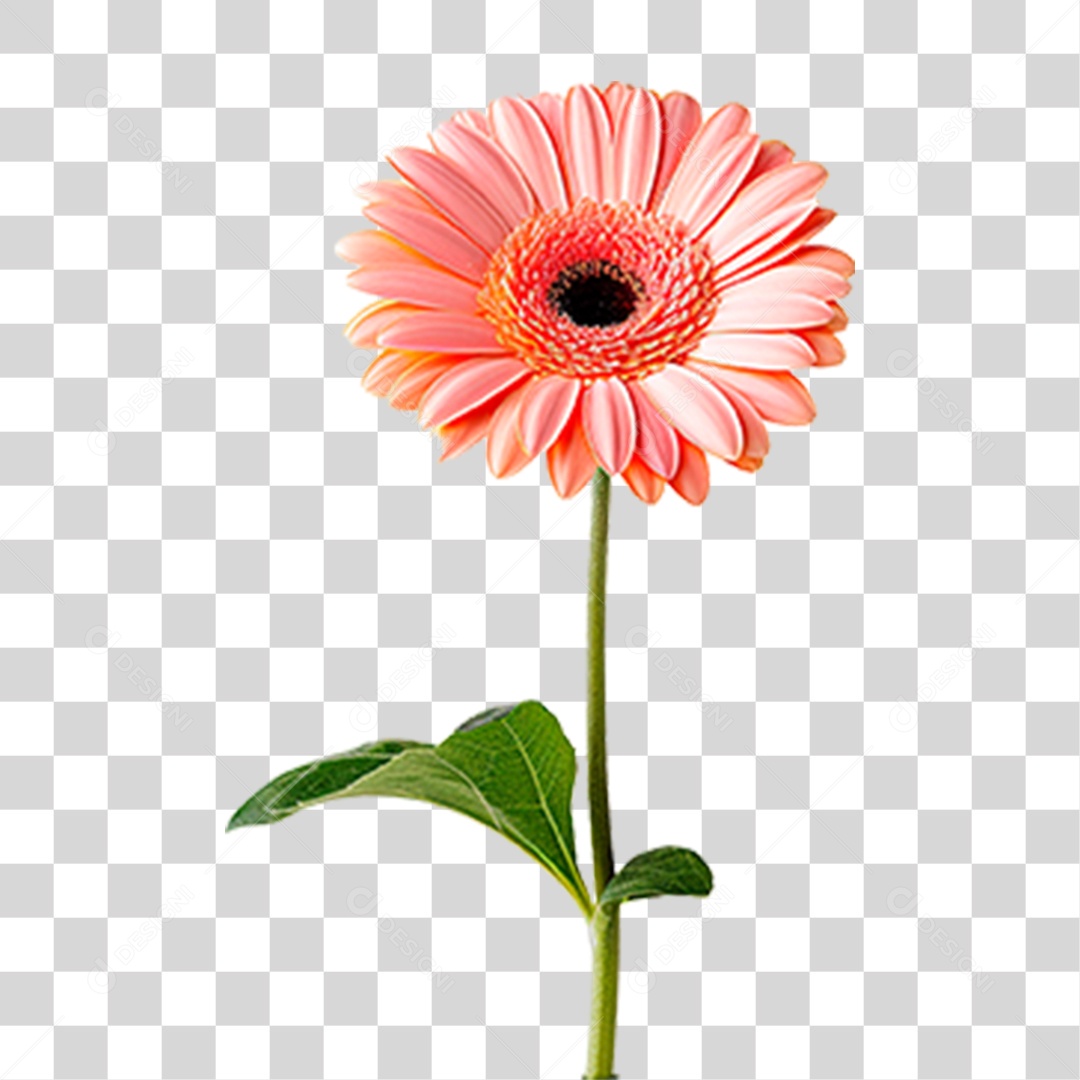 Flor Gérbera PNG Transparente