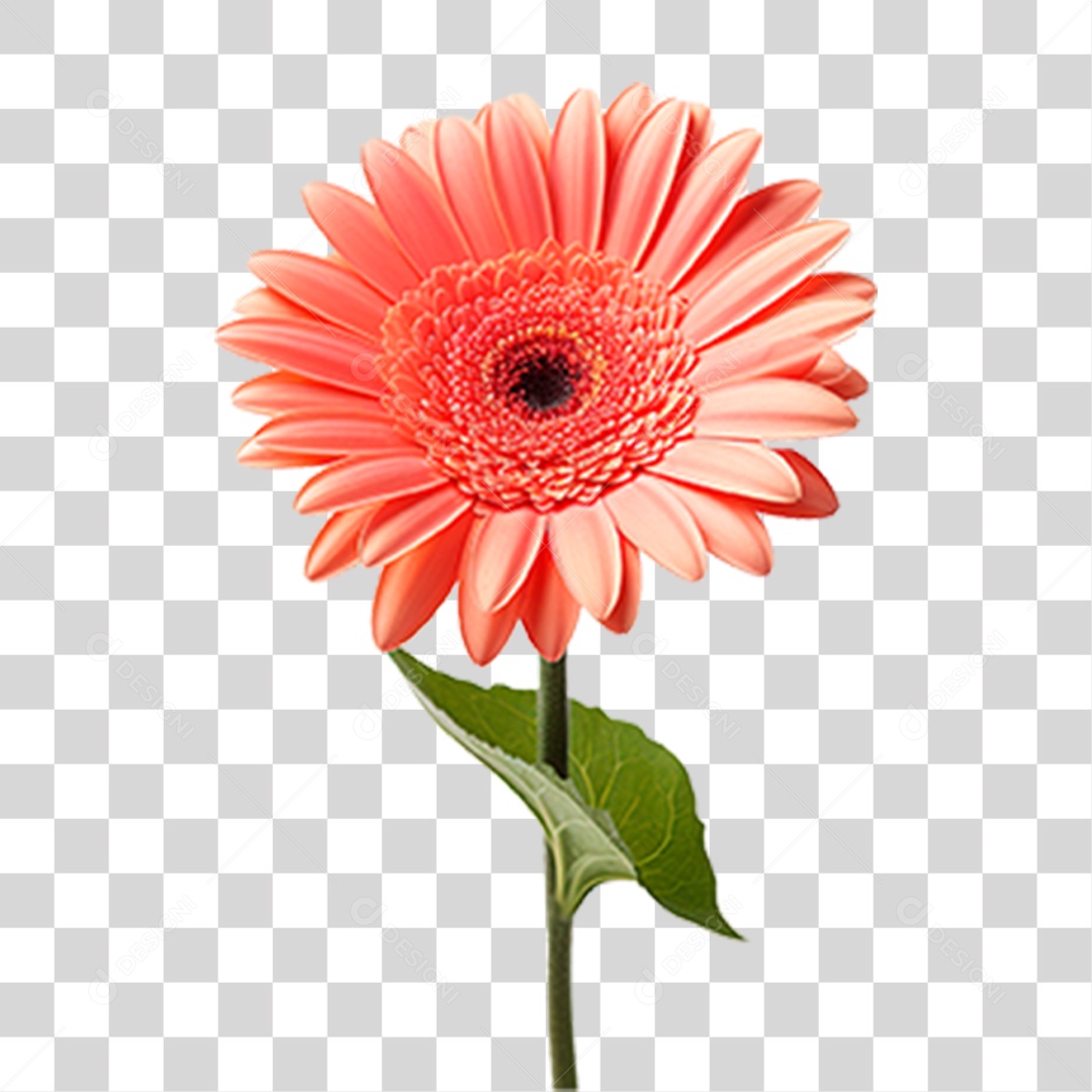 Flor Gérbera PNG Transparente
