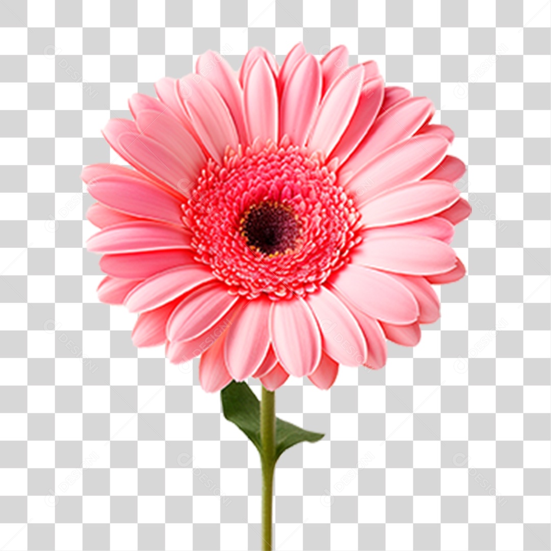 Flor Gérbera PNG Transparente