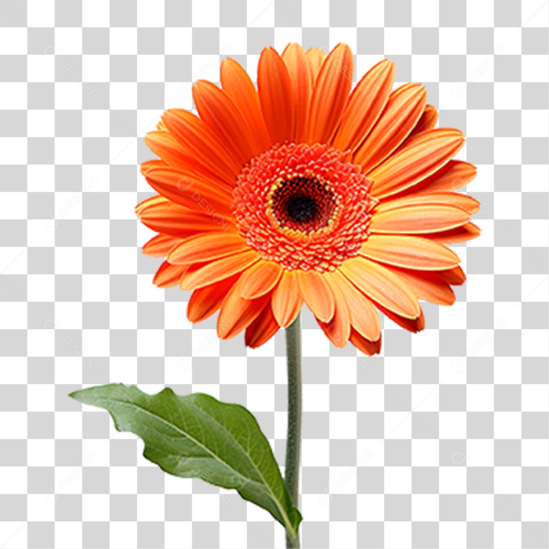 Flor Gérbera PNG Transparente