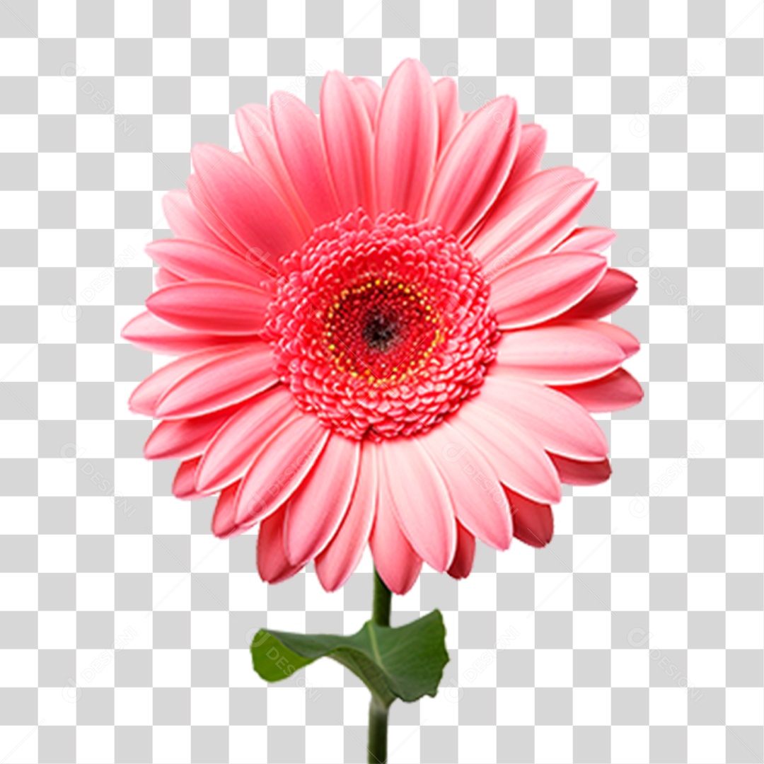 Flor Margarida PNG Transparente