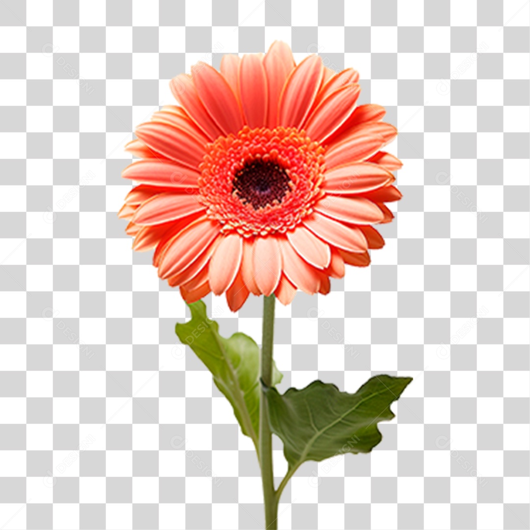 Flor Gérbera PNG Transparente