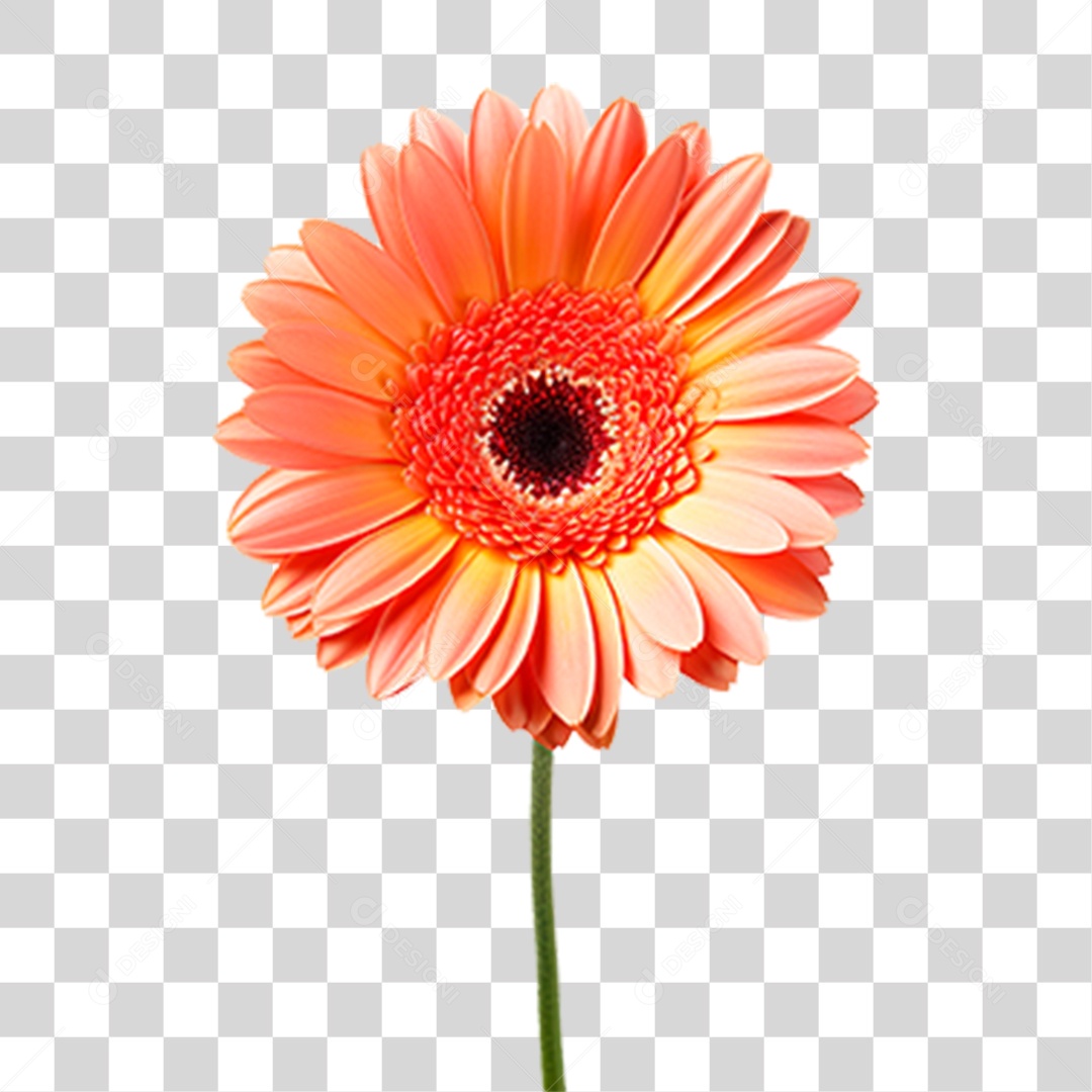 Flor Margarida PNG Transparente