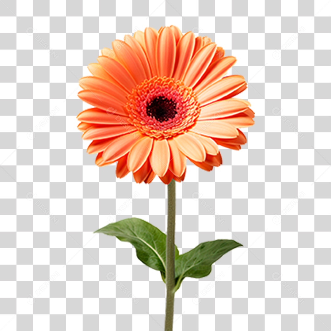 Flor Gérbera PNG Transparente