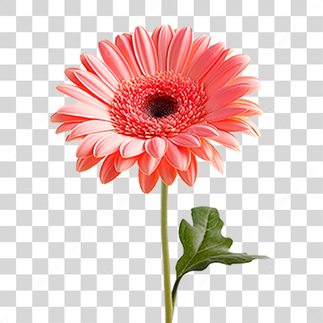 Flor Margarida PNG Transparente