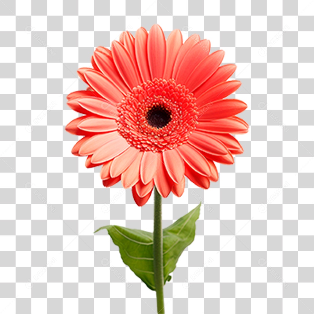 Flor Gérbera PNG Transparente
