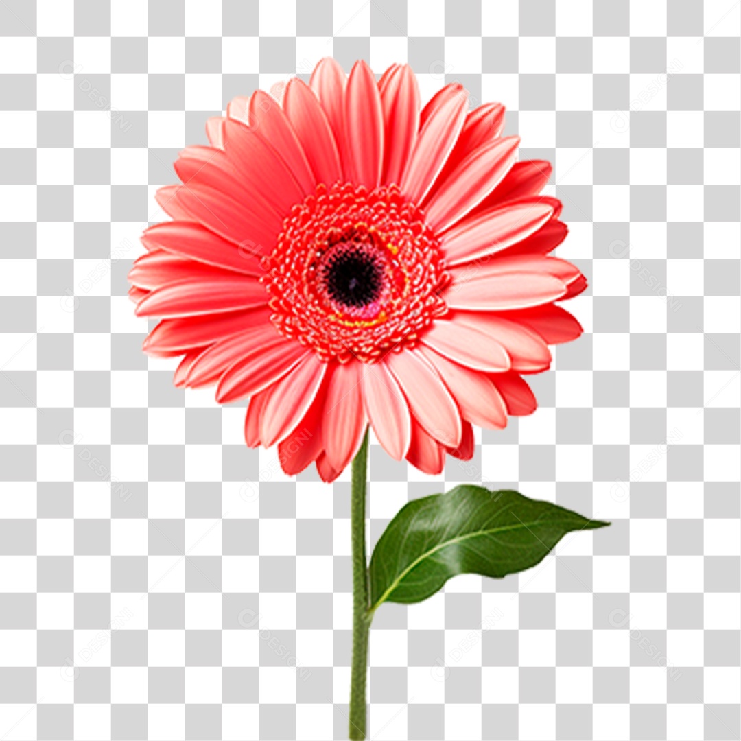 Flor Gérbera PNG Transparente