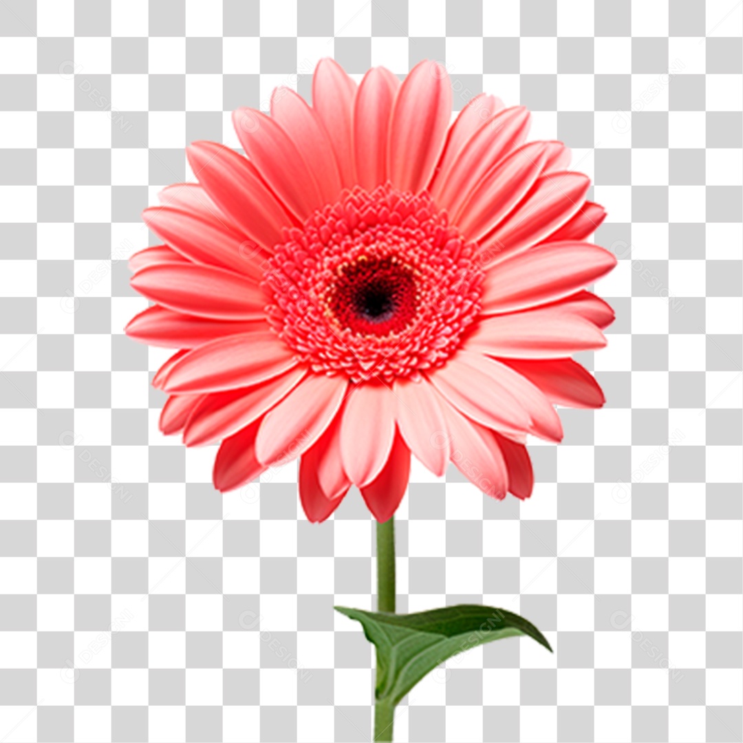 Flor Gérbera PNG Transparente
