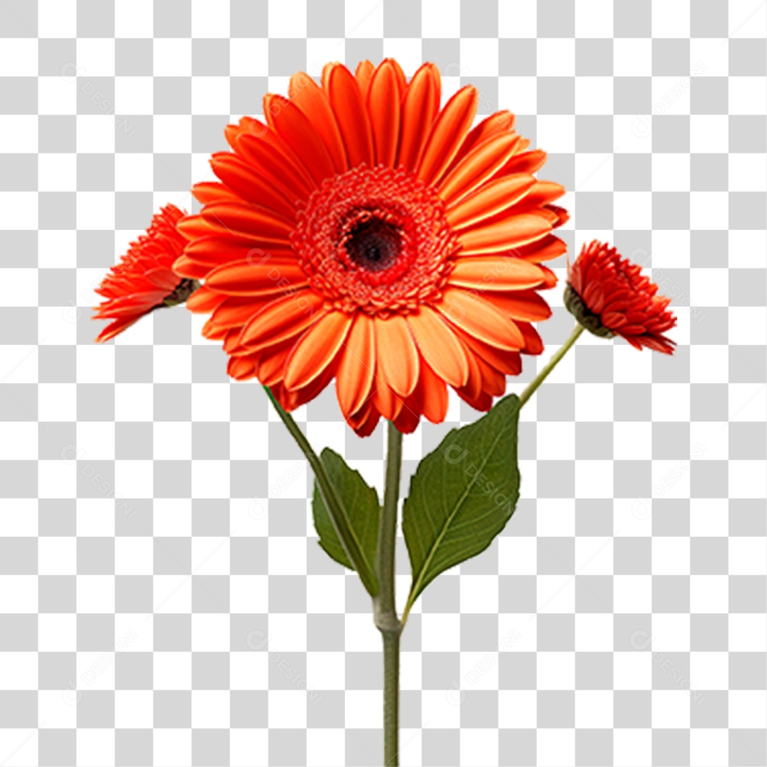 Flor Gérbera PNG Transparente