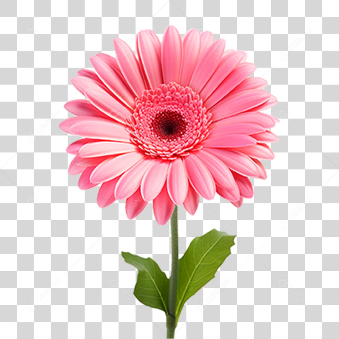 Flor Gérbera PNG Transparente