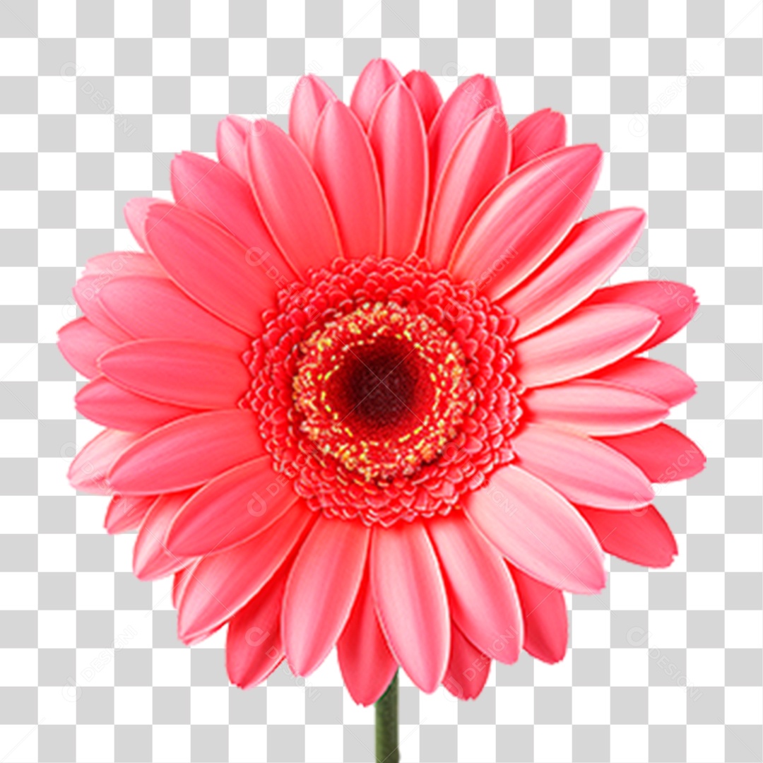 Flor Gérbera PNG Transparente
