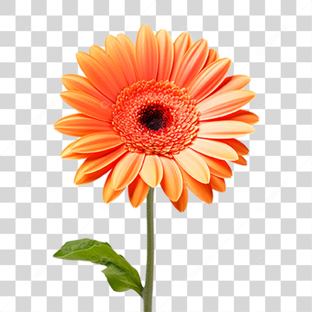 Flor Margarida PNG Transparente