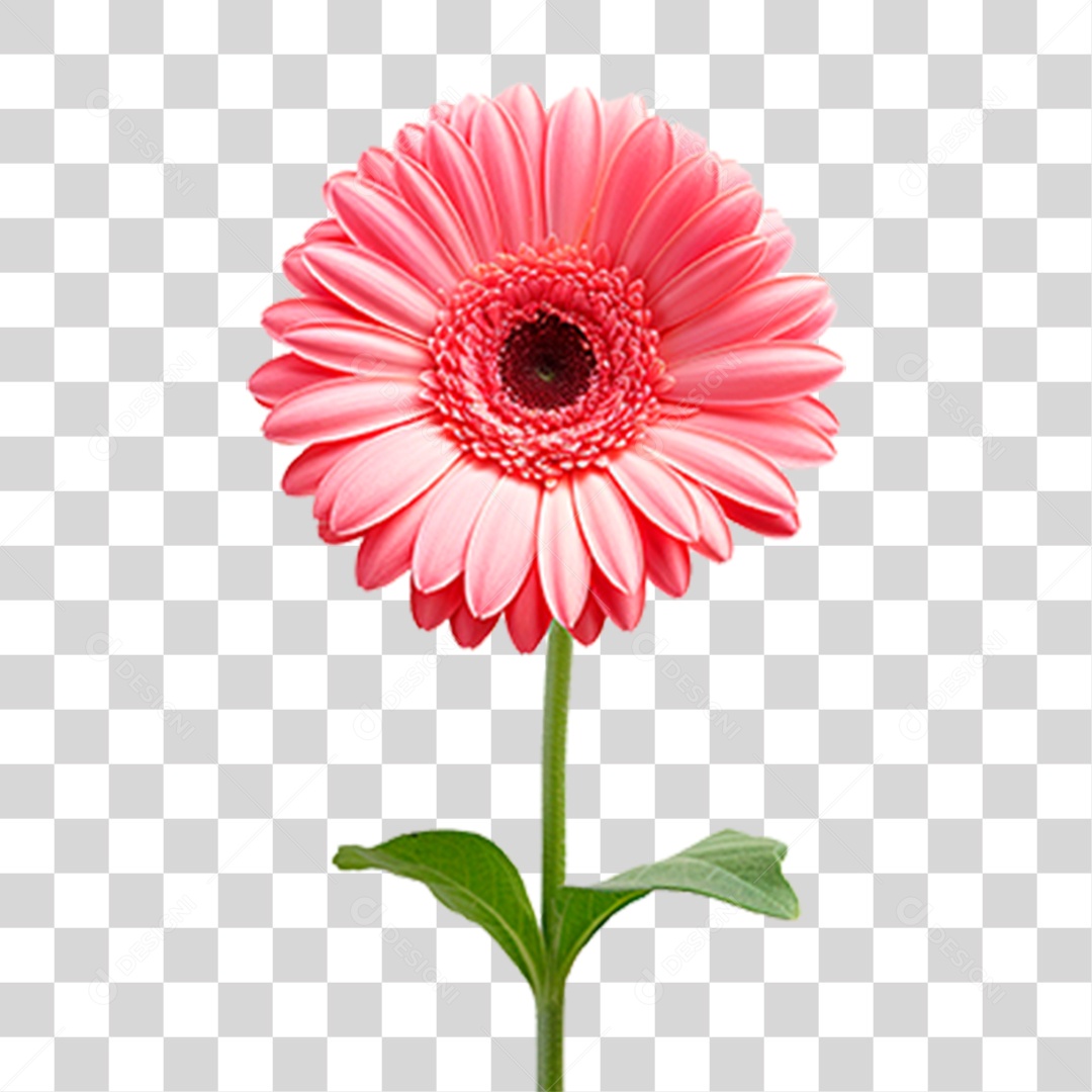 Flor Margarida PNG Transparente