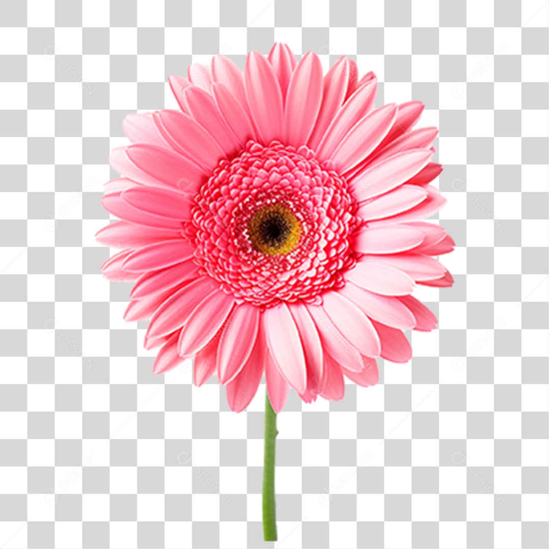 Flor Margarida PNG Transparente