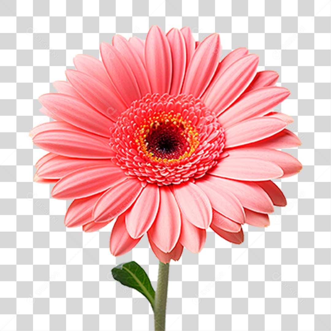 Flor Margarida PNG Transparente