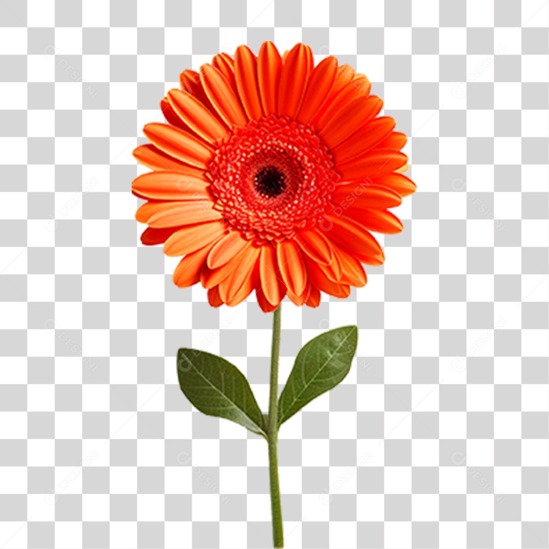 Flor Margarida PNG Transparente