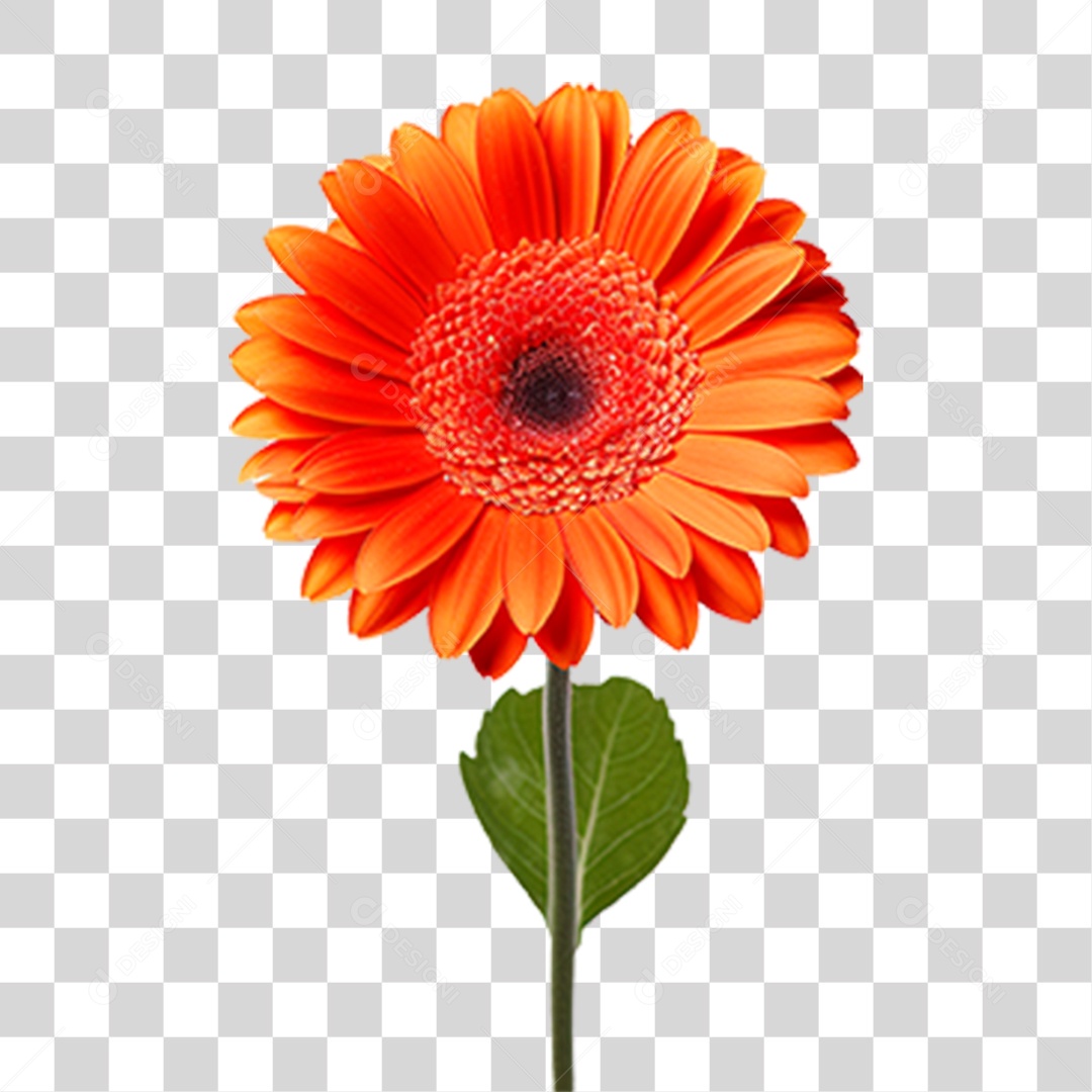 Flor Margarida PNG Transparente