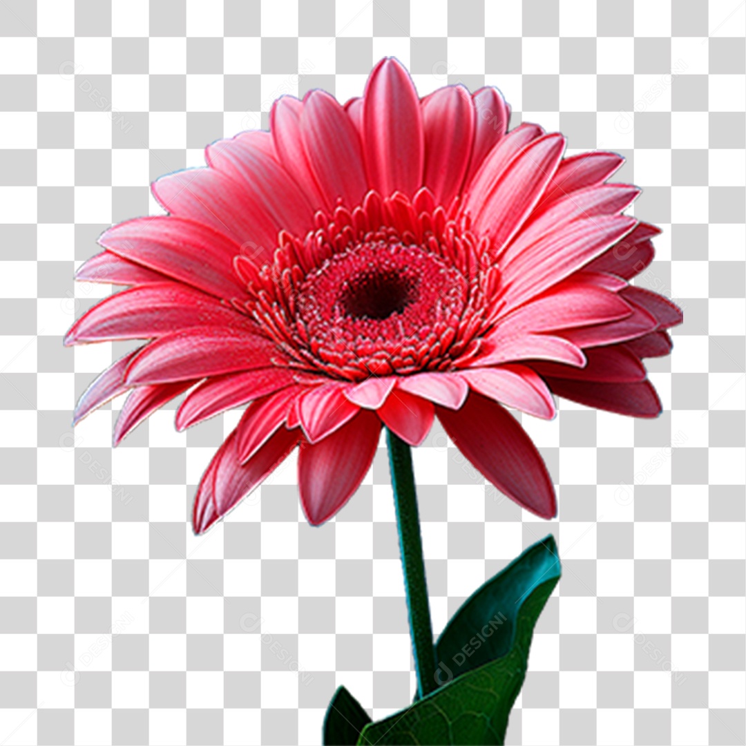 Flor Margarida PNG Transparente