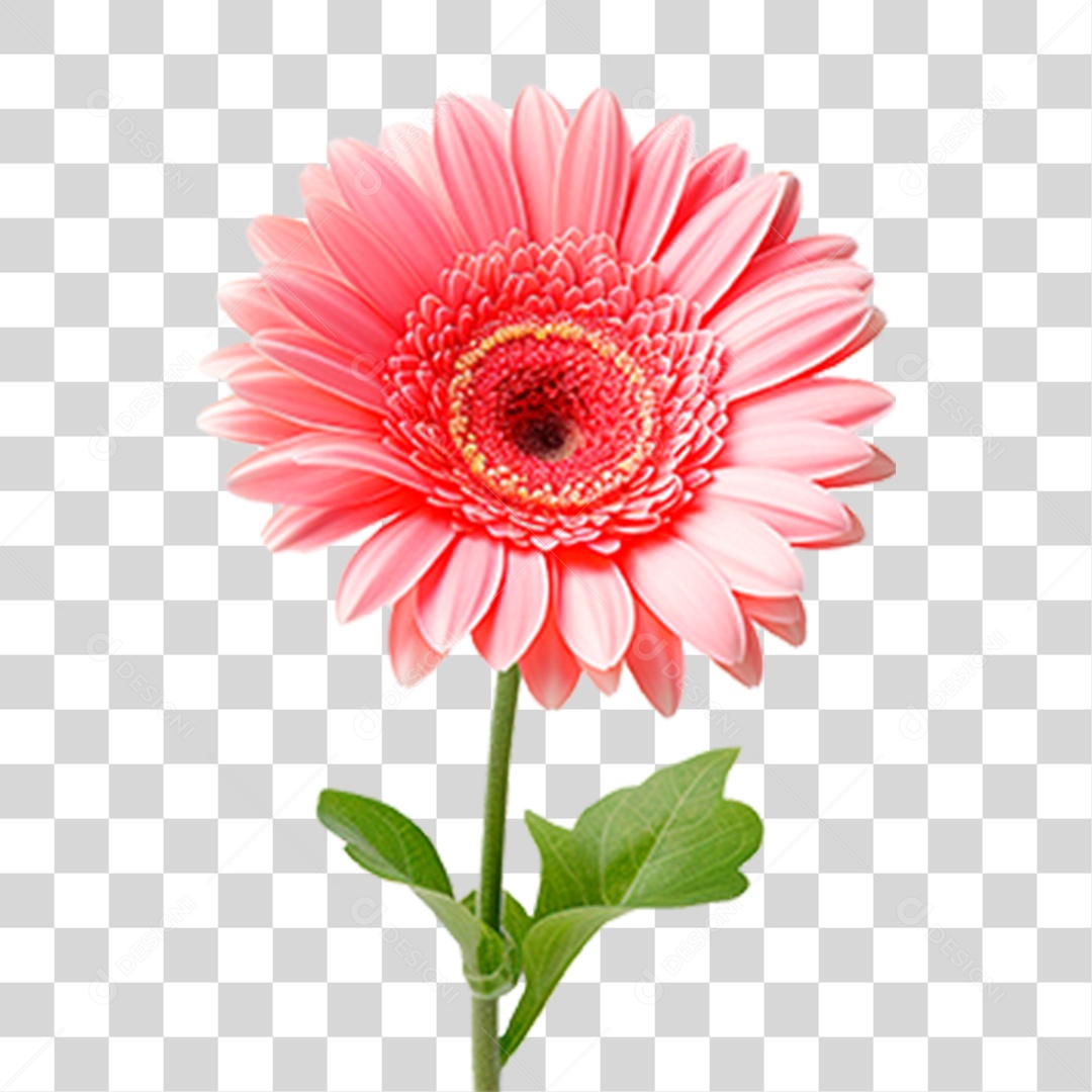 Flor Margarida PNG Transparente