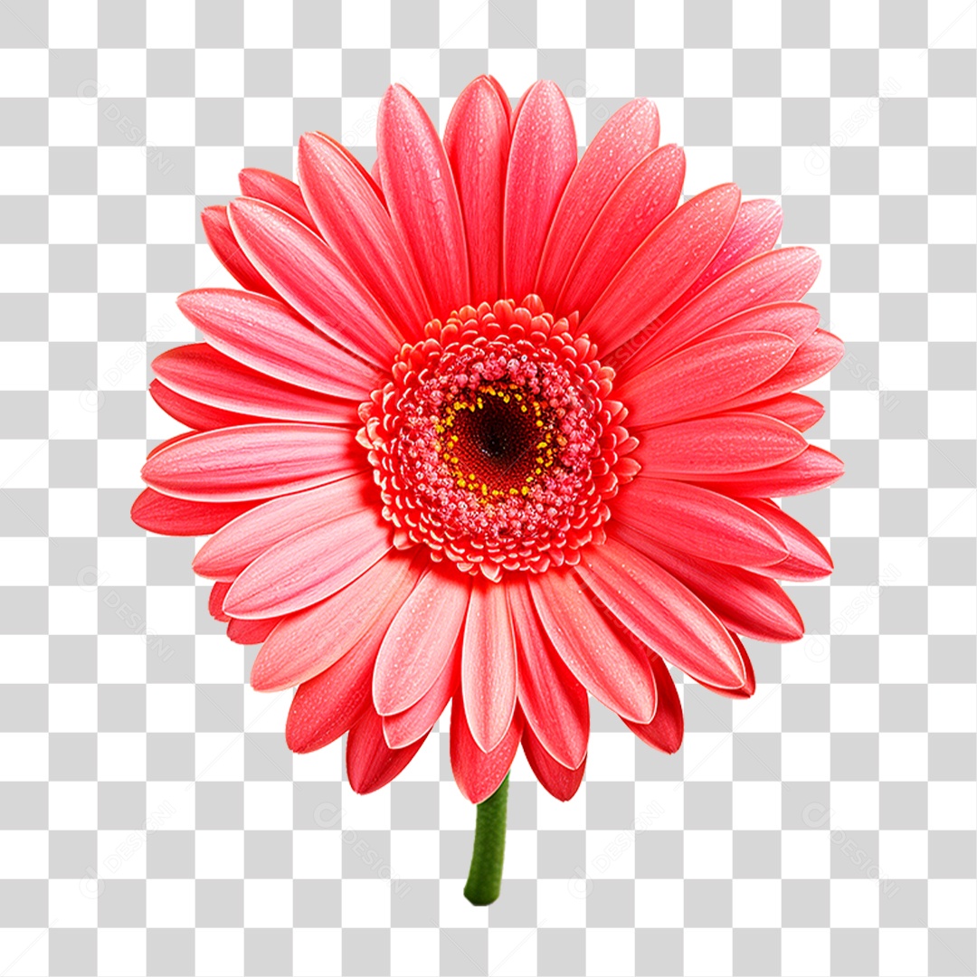 Flor Gérbera PNG Transparente