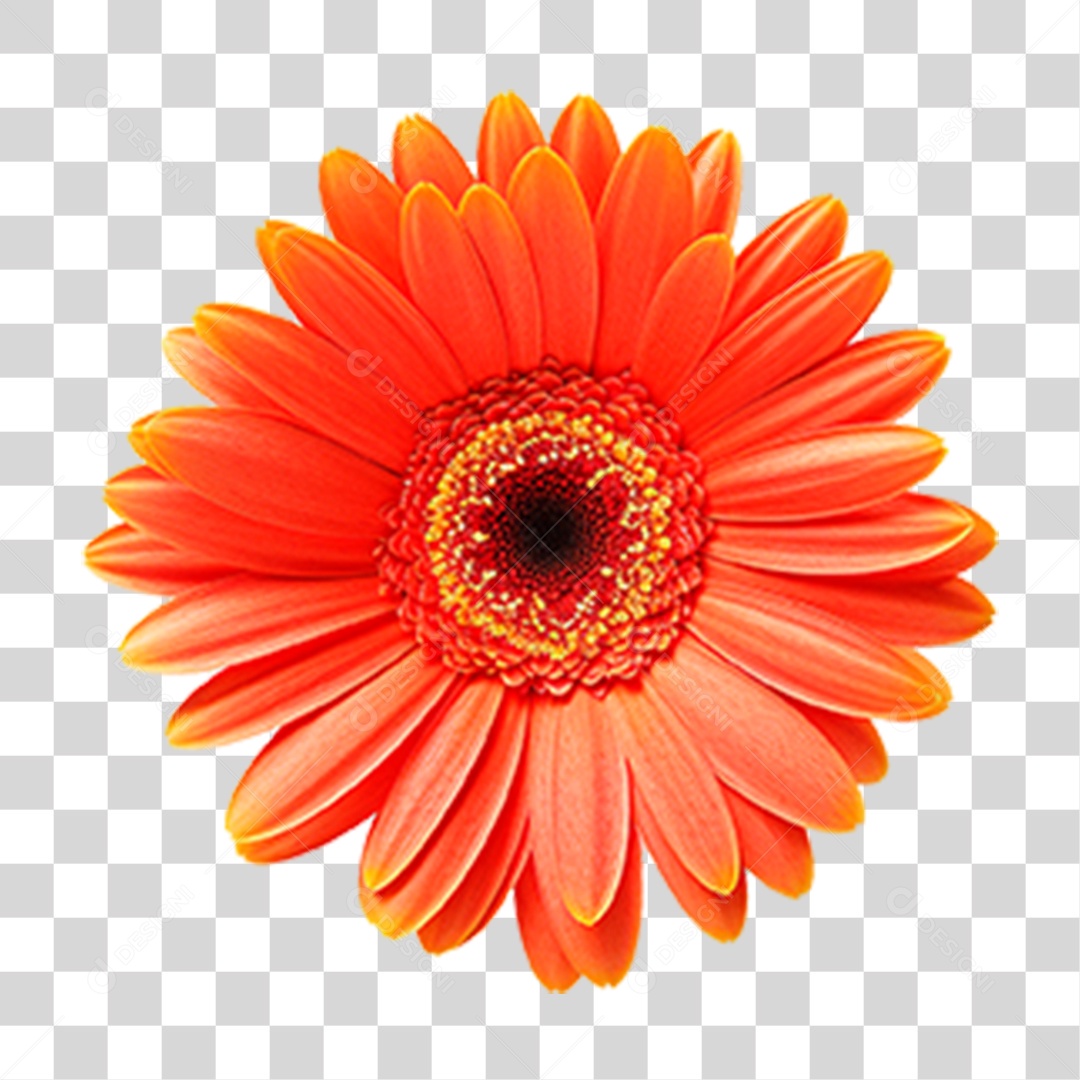 Flor Margarida PNG Transparente