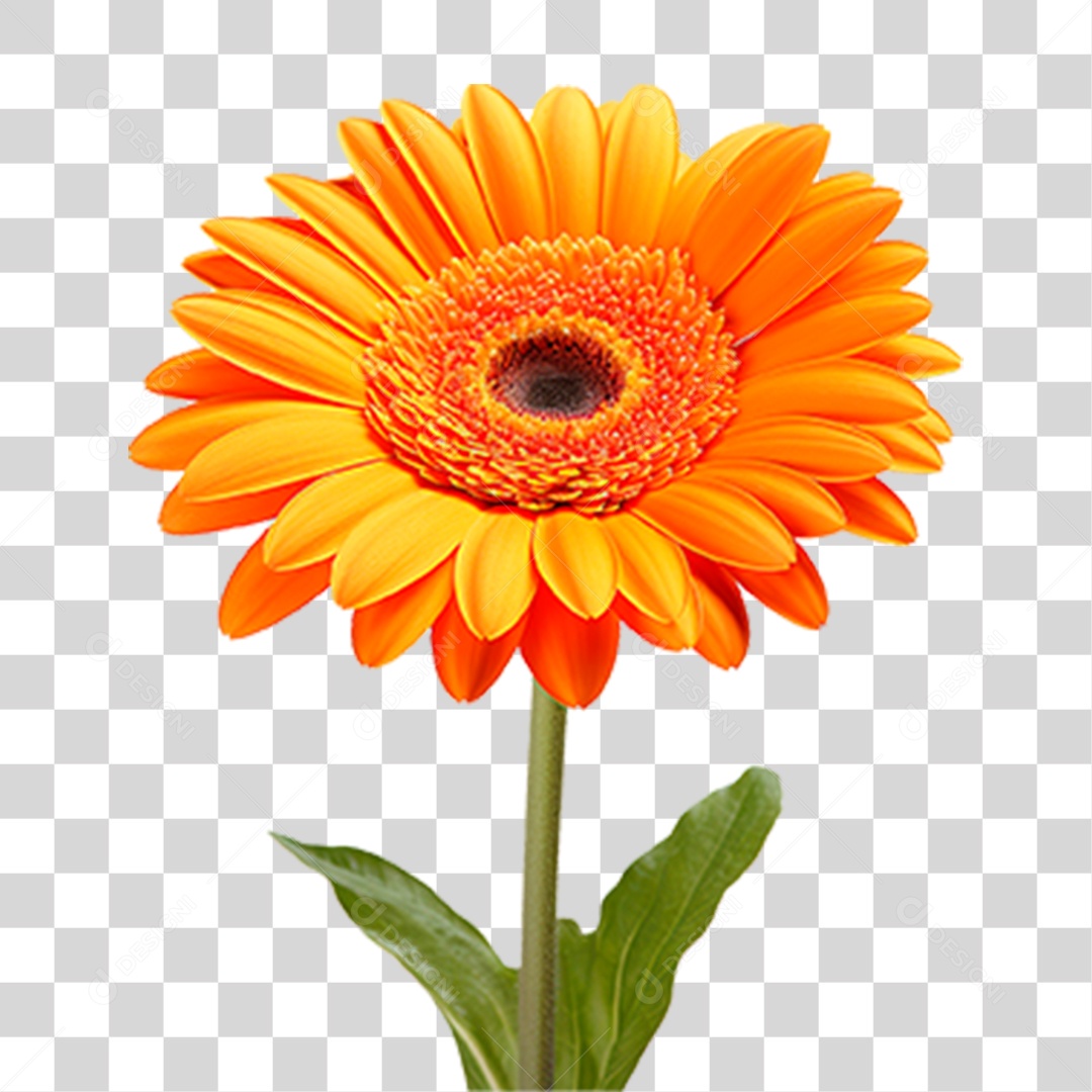 Flor Margarida PNG Transparente