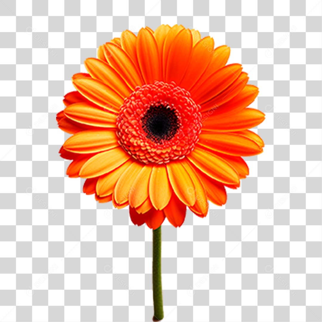 Flor Margarida PNG Transparente