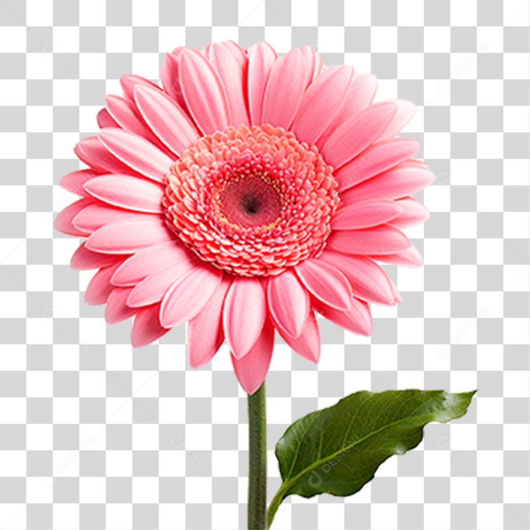 Flor Margarida PNG Transparente