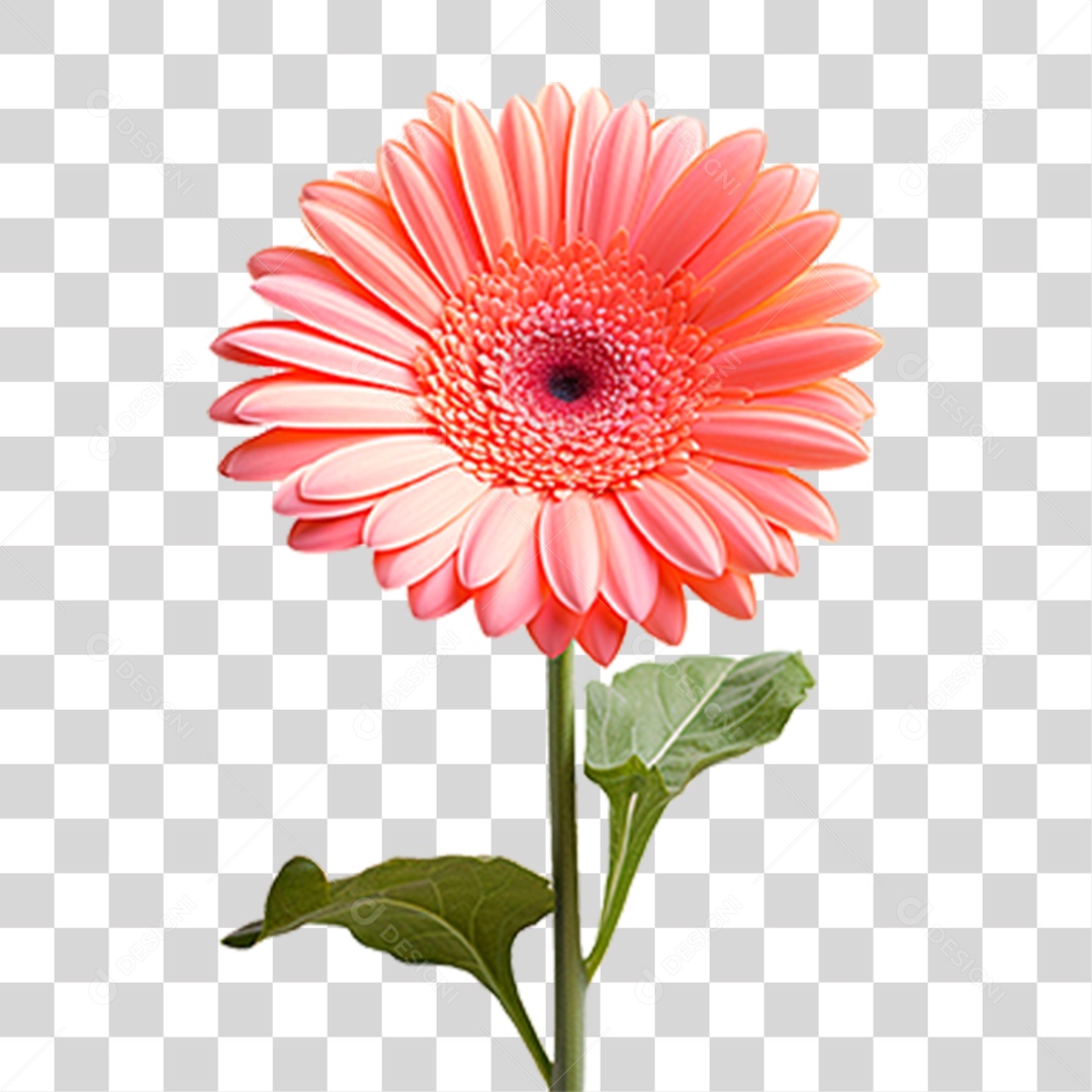 Flor Margarida PNG Transparente