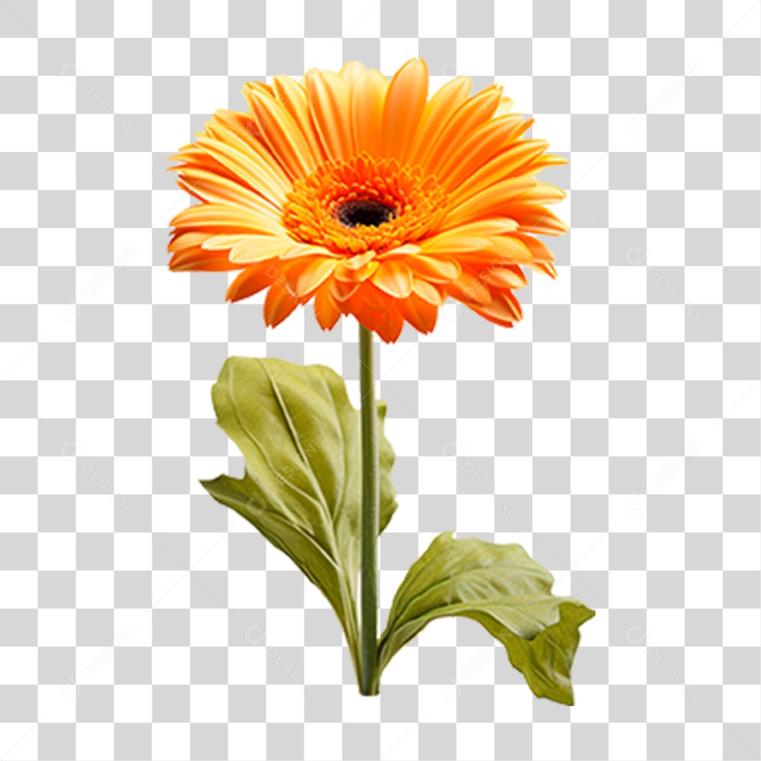 Flor Margarida PNG Transparente