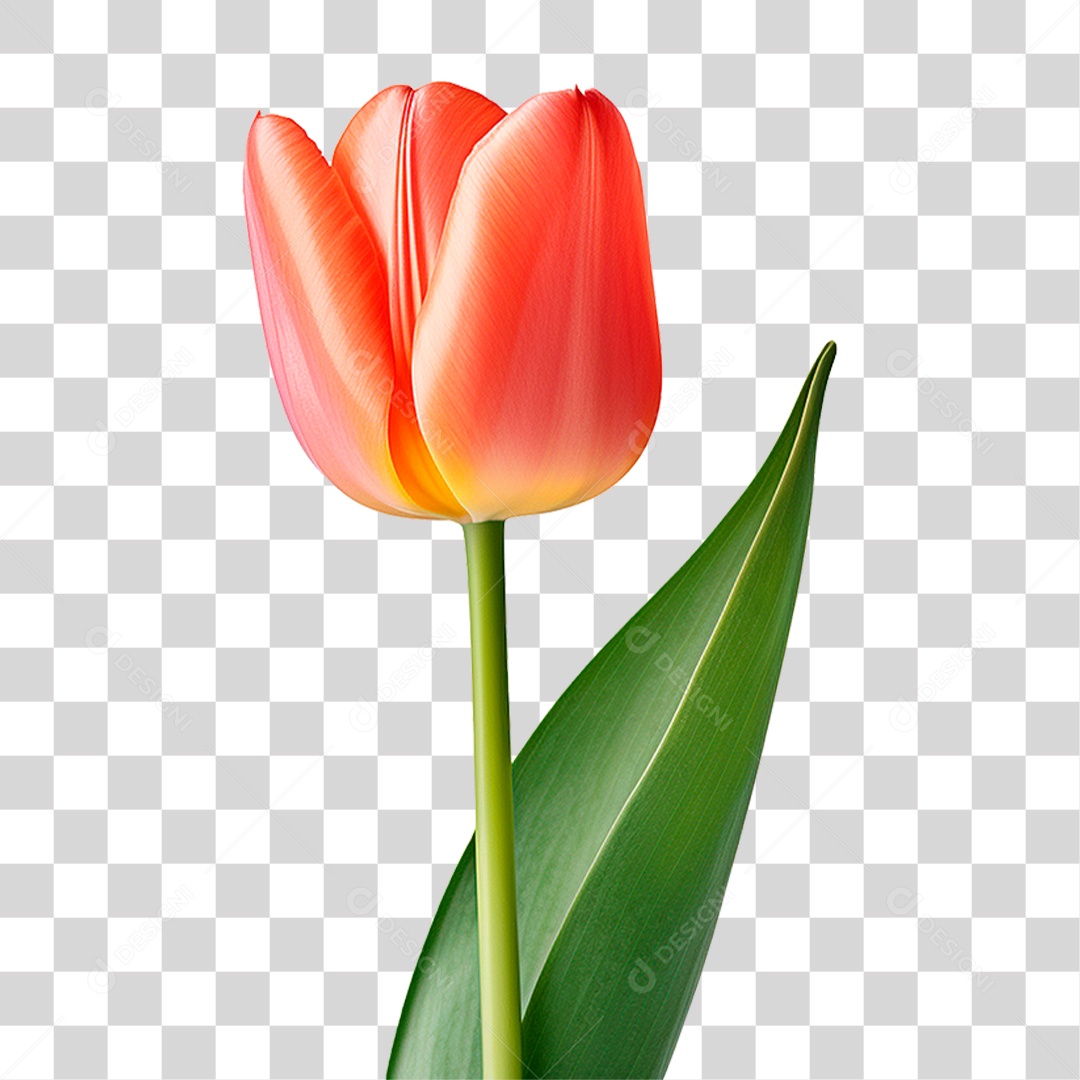 Flor Tulipa PNG Transparente