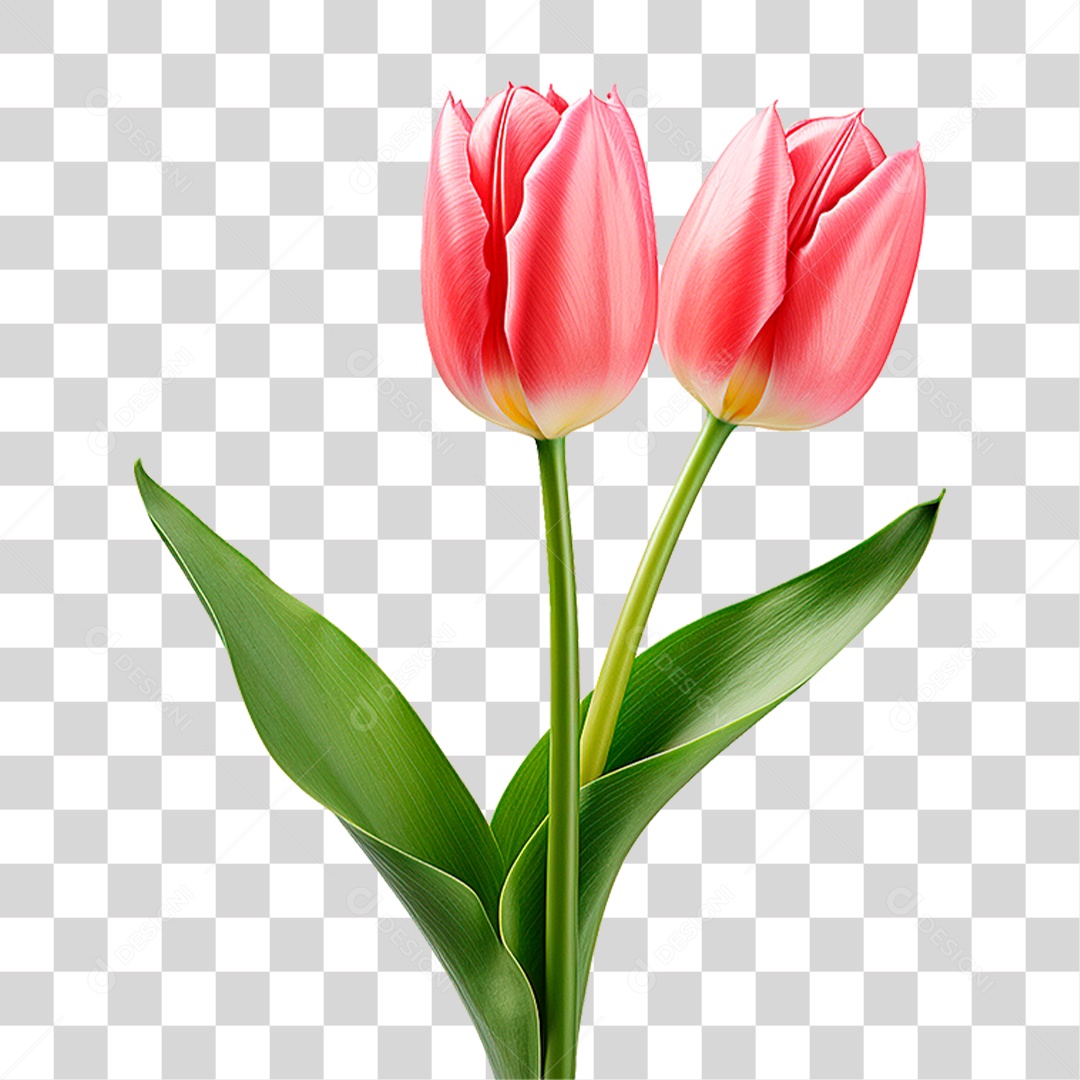 Flores Tulipas PNG Transparente
