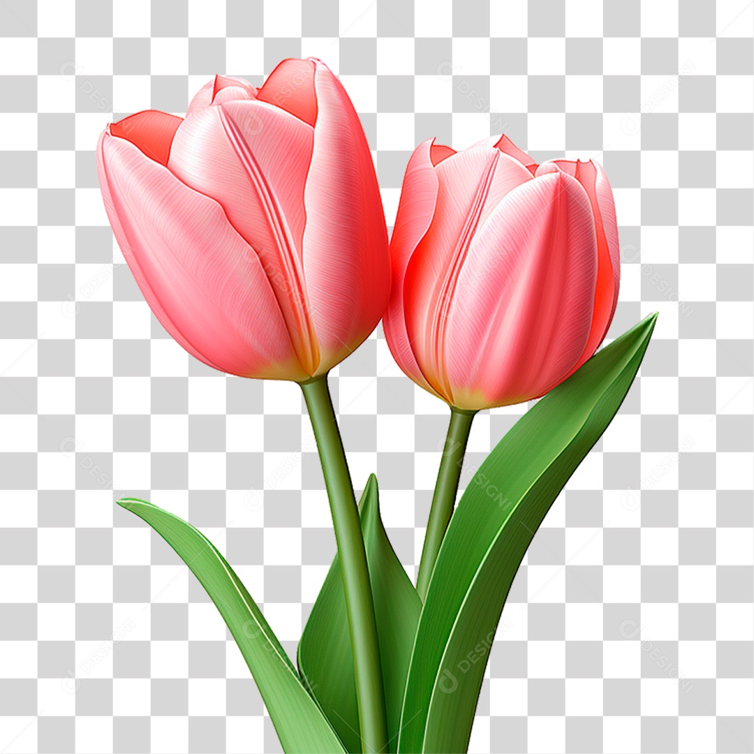 Flores Tulipas PNG Transparente