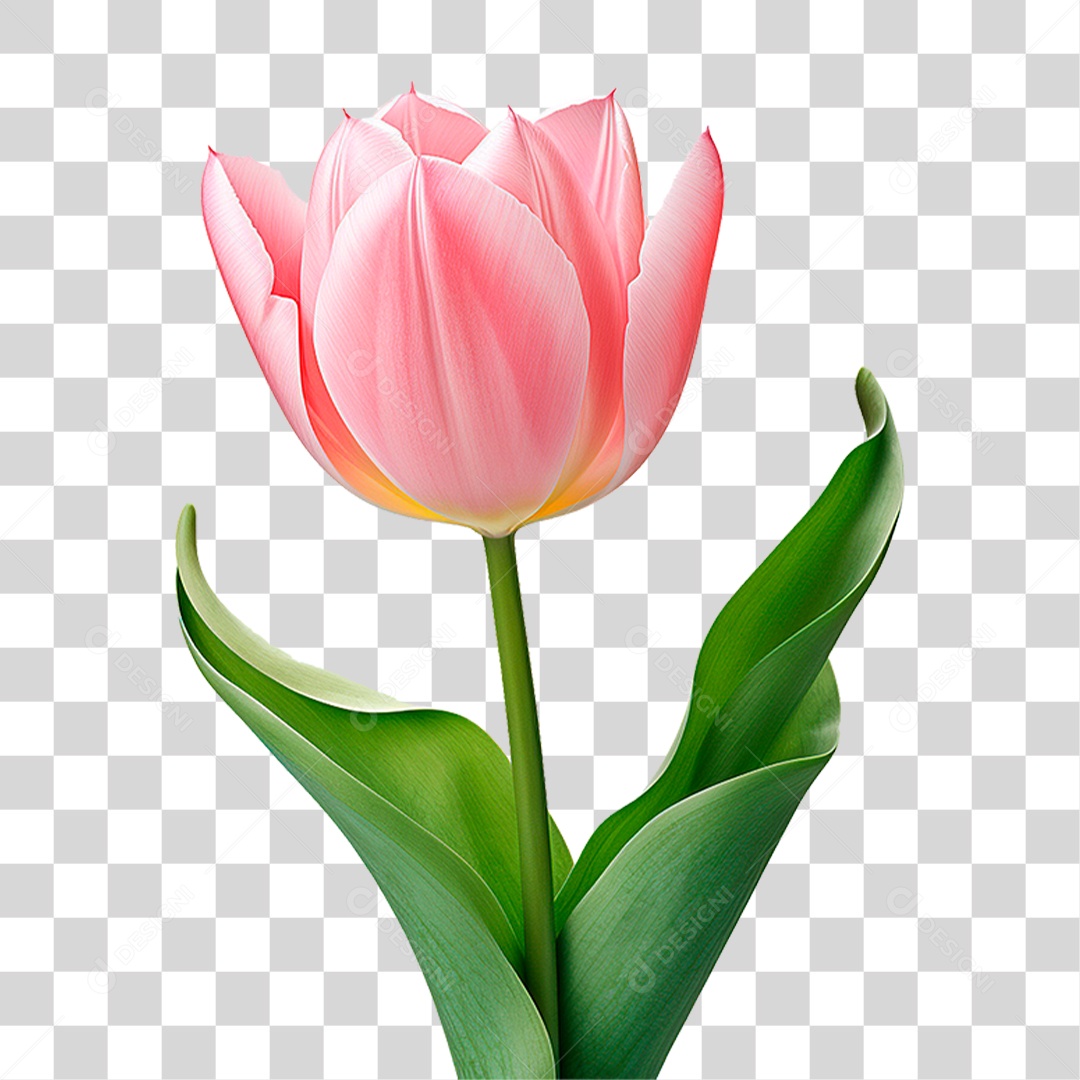 Flor Tulipa PNG Transparente
