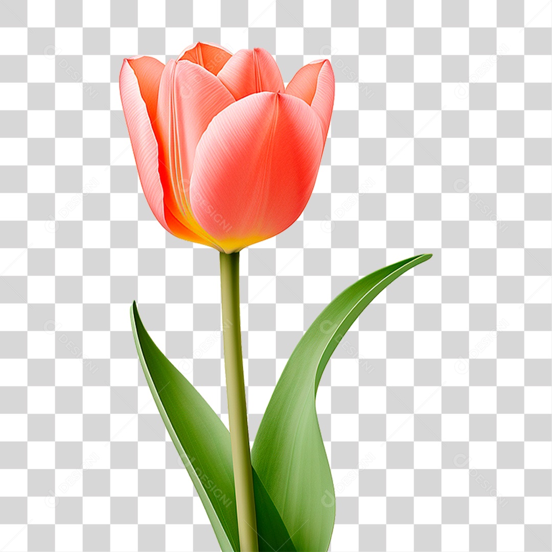 Flor Tulipa PNG Transparente