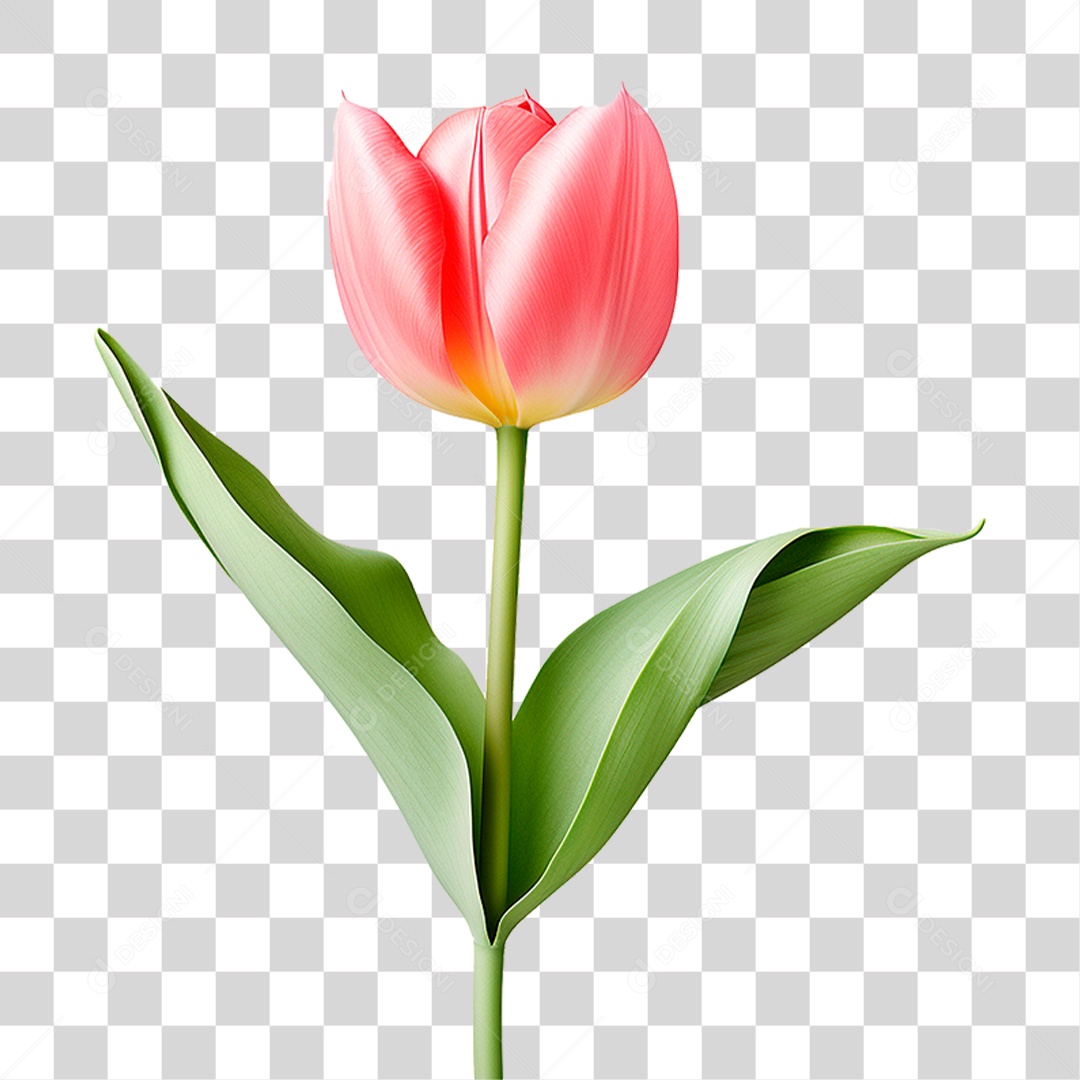 Flor Tulipa PNG Transparente