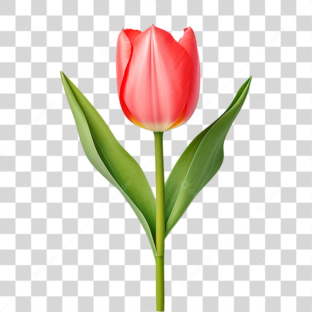 Flor Tulipa PNG Transparente