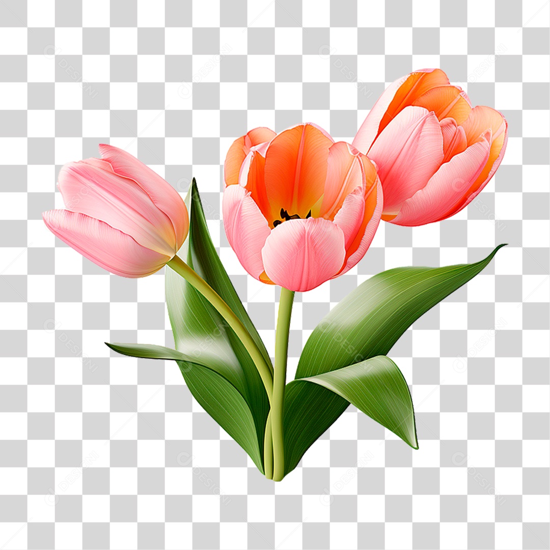 Flores Tulipas PNG Transparente