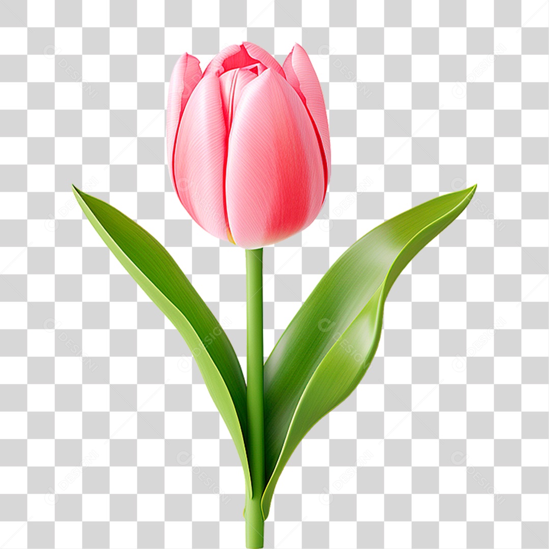 Flor Tulipa PNG Transparente