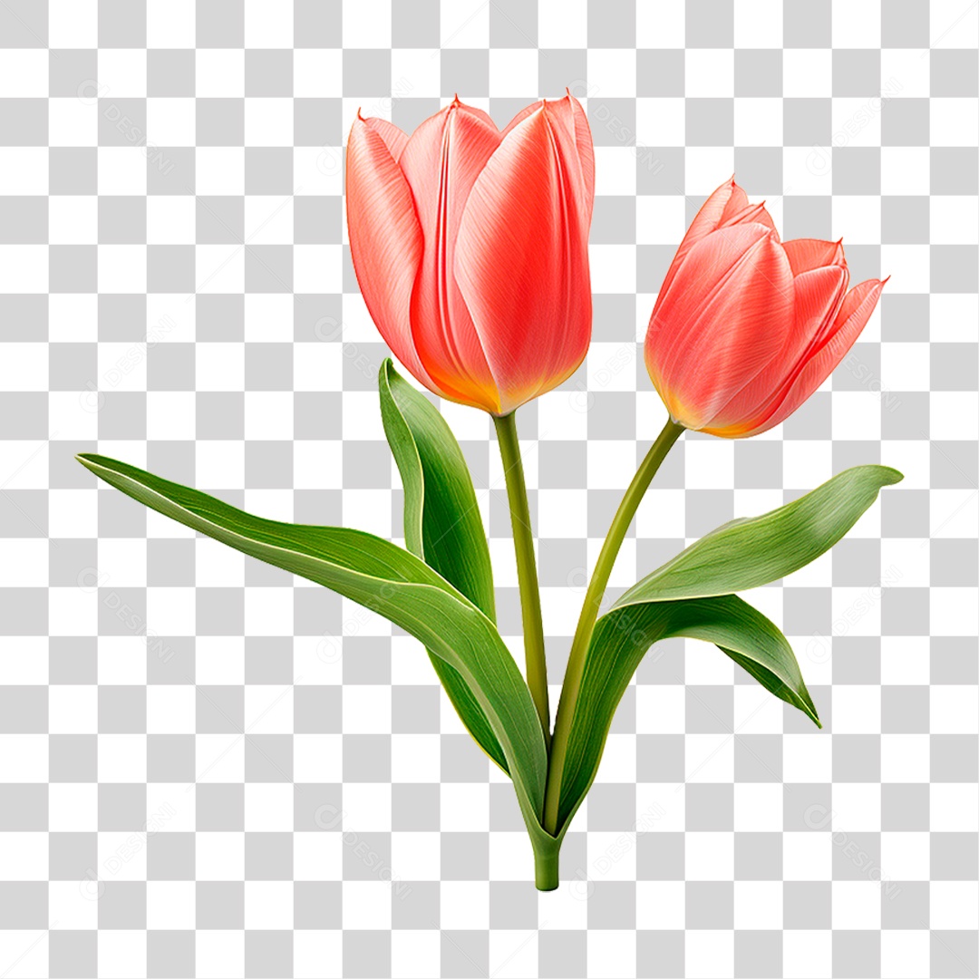 Flor Tulipa PNG Transparente