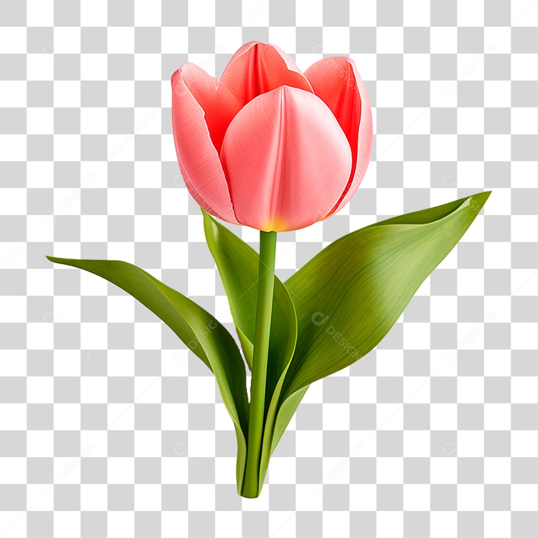Flor Tulipa PNG Transparente