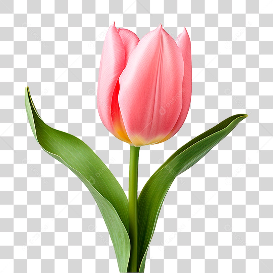 Flor Tulipa PNG Transparente