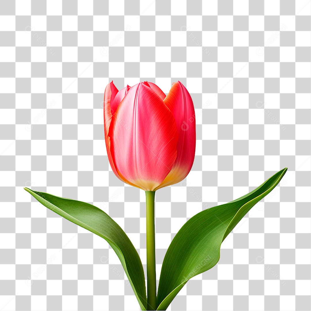 Flor Tulipa PNG Transparente