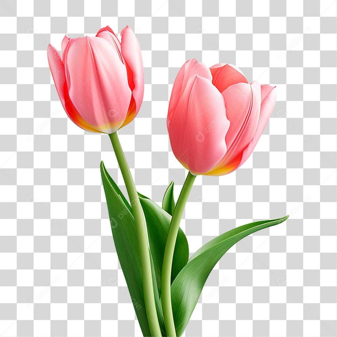 Flores Tulipas PNG Transparente