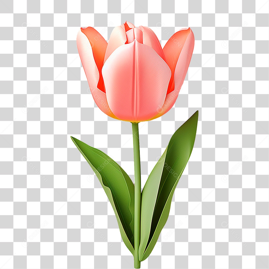 Flor Tulipa PNG Transparente